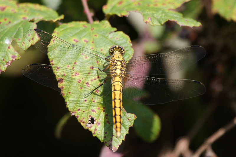 orthetrum cancellatum (femmina)